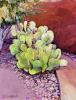 Prickly Pear Solitaire by JA Gorman