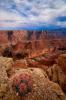 Prickly Perch- Marble Canyon, AZ by Shane McDermott