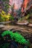 Canyon Ecstasy- Zion National Park by Shane McDermott