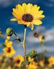 Sunflower at Bonito Park by Shane McDermott