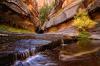 Canyon Elixer- Zion National Park by Shane McDermott