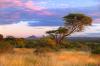 Out of Africa- Tanzania by Shane McDermott