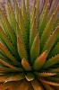 Transitions- Agave Plant by Shane McDermott