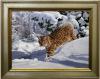 Bobcat on Snow by Tom Beecham