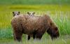 Bearly Concealed- Katmai National Park by Shane McDermott