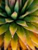 Floral Flames- Agave Plant by Shane McDermott