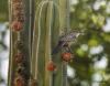 Cactus Wren by Betty Hum