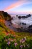 Beach Blooms- Ecola State Park, Oregon  by Shane McDermott