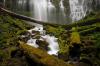 Garden Veil Proxy Falls Oregon by Shane McDermott