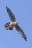 Male Kestrel in Flight by Betty Hum