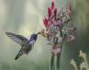 Costa Hummingbird Morning Feeder by Betty Hum